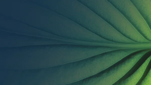 Insights Green Leaf Adobestock 121254532 OVERLAY